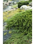 Ялівець козацький Тамарисцифолія | Можжевельник казацкий Тамарисцифолия | Juniperus sabina Tamariscifolia